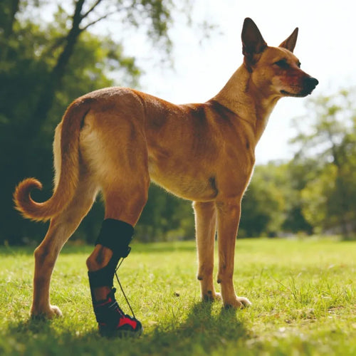 Protective Dog Boots – Non-Slip, Breathable, and Wear-Resistant