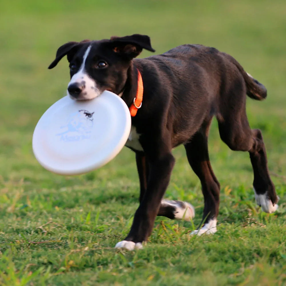 Dog Training Disc – Lightweight, Durable and Easy to Catch