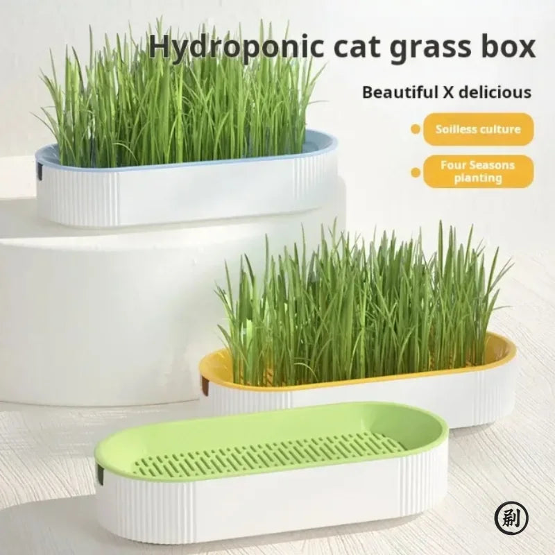 Kit de Hierba Gatera Hidropónica para Gatos – Sin Tierra, Fácil Cultivo
