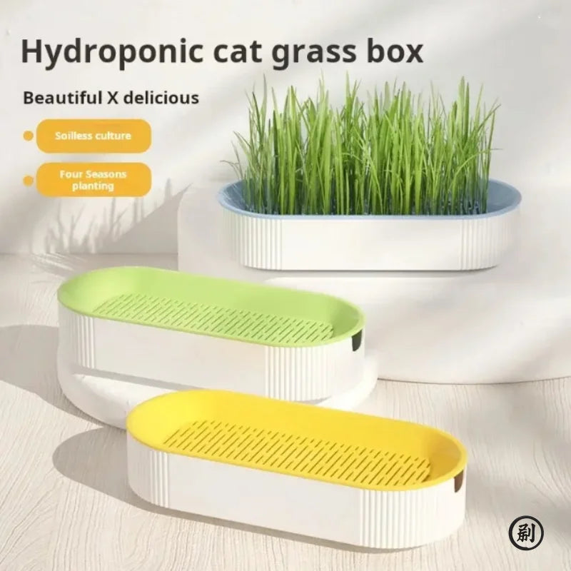 Kit de Hierba Gatera Hidropónica para Gatos – Sin Tierra, Fácil Cultivo