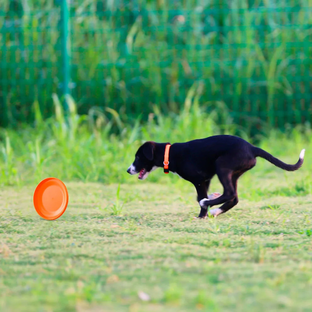 Dog Training Disc – Lightweight, Durable and Easy to Catch
